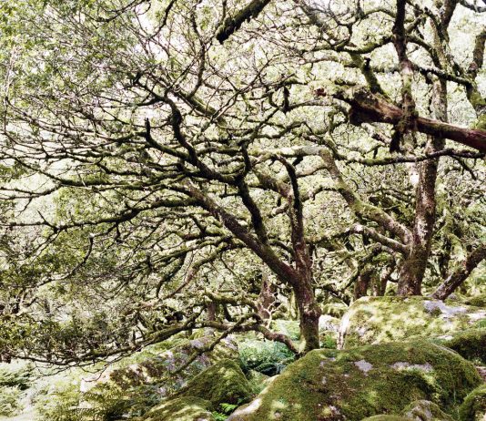 Fiorella Iacono – Lo stato delle cose