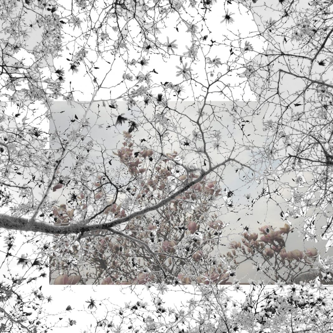 Vera Lini – Dark and Light Peach Blossomshttps://www.exibart.com/repository/media/formidable/11/img/623/Vera-Lini-Light-Peach-Blossoms-2022-1068x1068.jpg