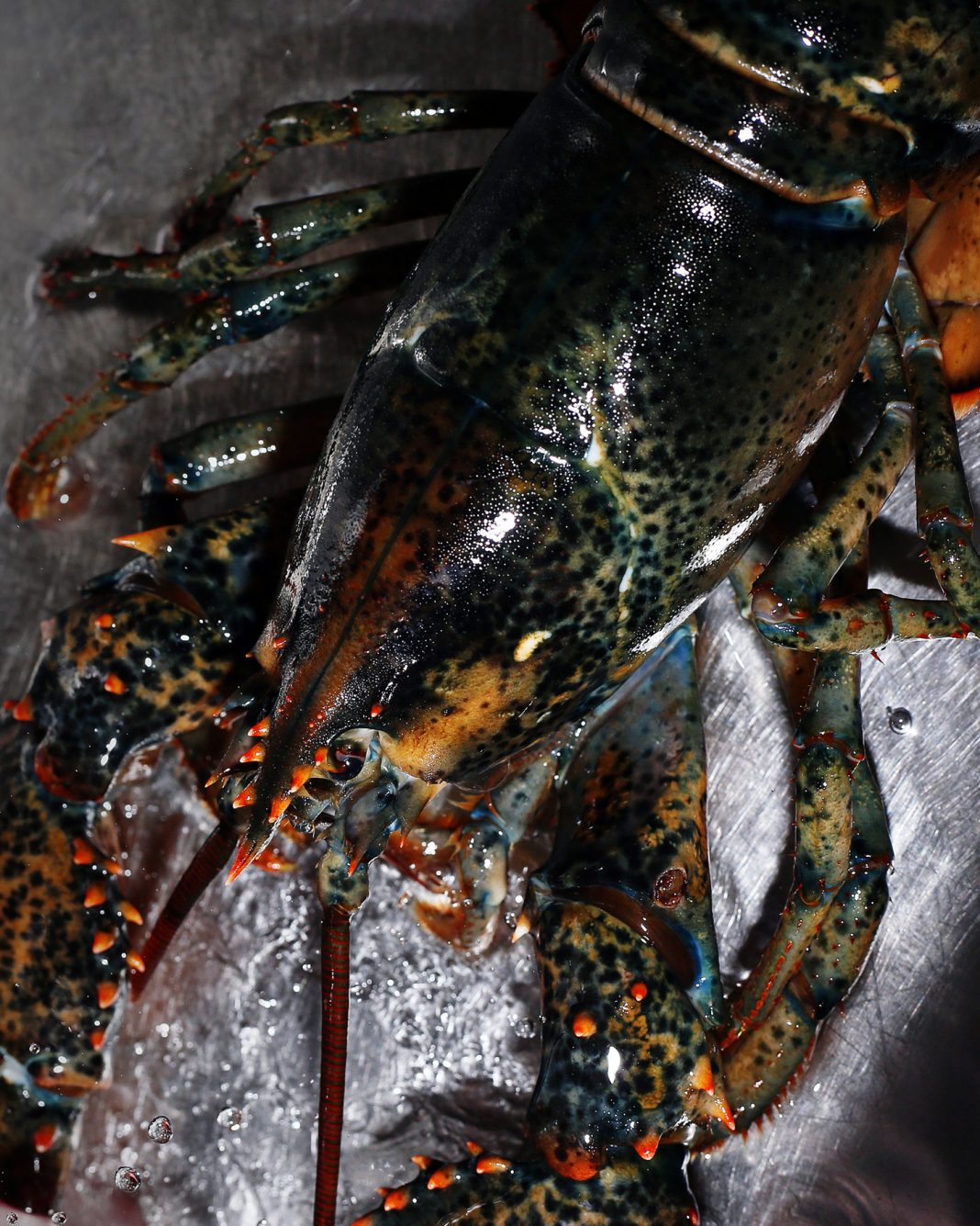 Sara Scanderebech – WATERSPELLhttps://www.exibart.com/repository/media/formidable/11/img/681/WATERSPELL-10-©-Sara-Scanderebech-courtesy-Spazio-Martín-S-1068x1335.jpg