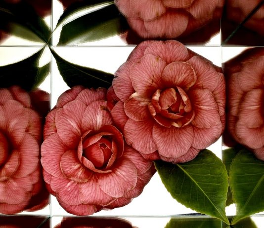 Tempo, Forma, Materia – Dialoghi tra arte e natura Tempo, Forma, Materia – Dialoghi tra arte e natura