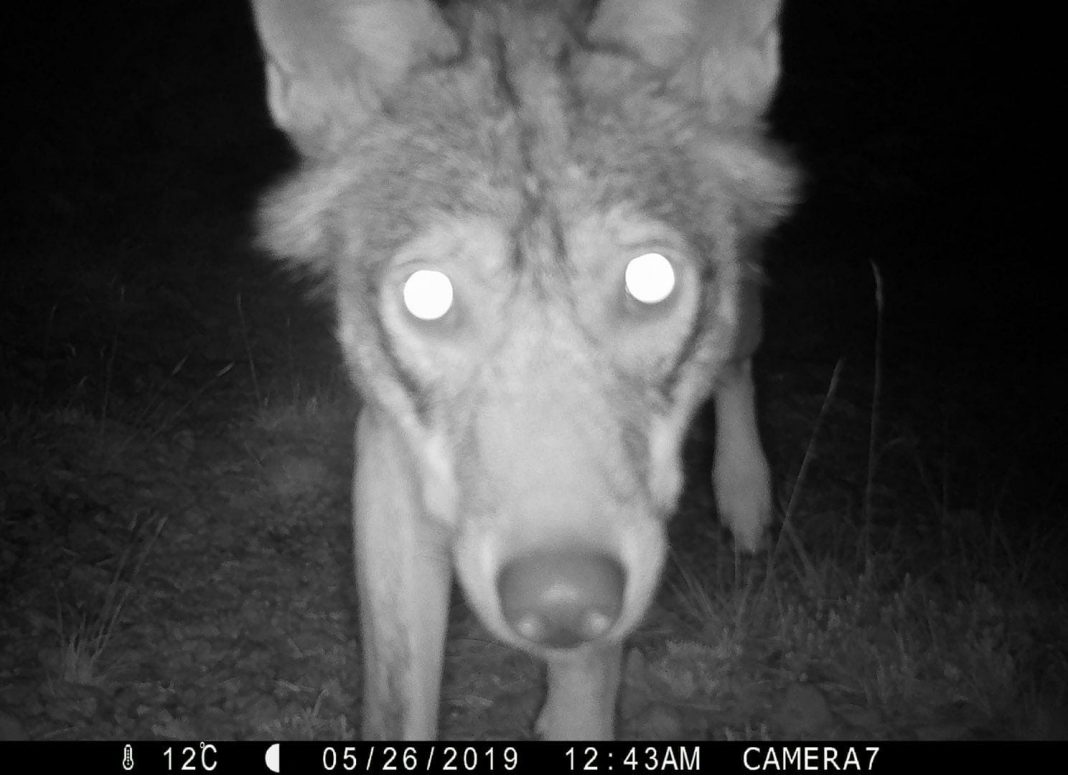 PEPE E OLIVE. SULLA CONTRO-SORVEGLIANZAhttps://www.exibart.com/repository/media/formidable/11/img/70e/92a0393c-07b5-4572-92bd-012a36ba8205-1068x775.jpg