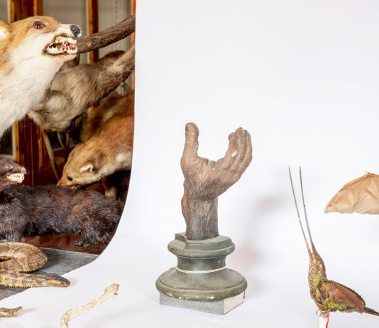 On the ground among the animals