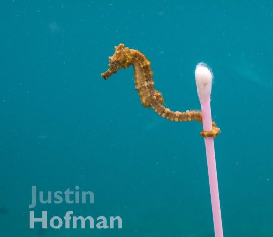 Justin Hofman – Habyss e Horizon