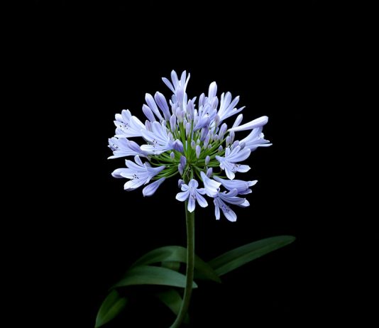 Ilaria Di Giustili – Agapanthus