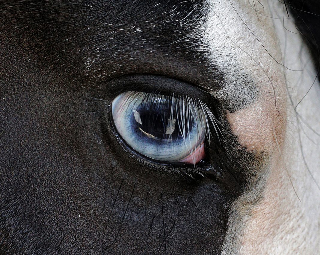 MARIOS w/ Sara Scanderebech – Natural History of Imaginationhttps://www.exibart.com/repository/media/formidable/11/img/790/01_Sara-Scanderebech_Natural-History-of-Imagination-1068x854.jpg