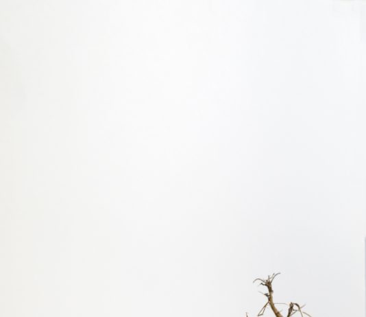 Per un Attimo / Still Life