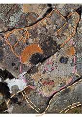 Andy Ceausu – Ricamo in pietra Andy Ceausu – Ricamo in pietra