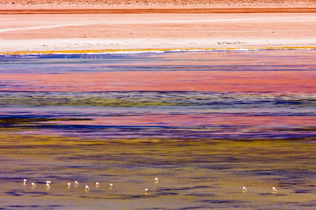 Giancarlo Majocchi – I walked the earthhttps://www.exibart.com/repository/media/formidable/11/img/84f/Flamingos-in-Laguna-Verde-1068x712.jpeg