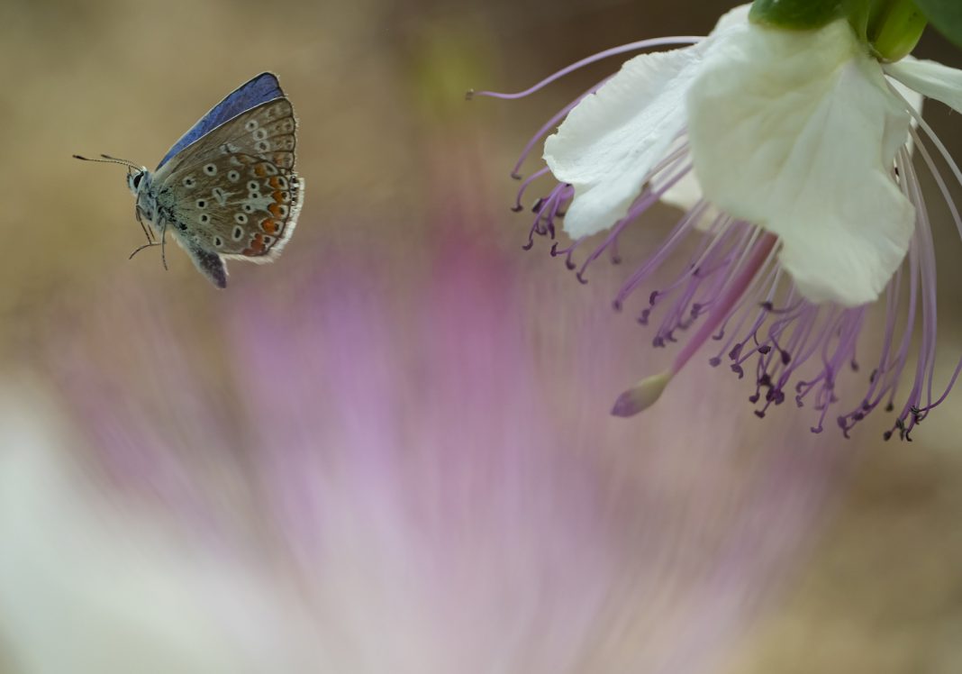 Fabio Sartori – La Natura si fa artehttps://www.exibart.com/repository/media/formidable/11/img/893/PSX_20230413_073155.jpg_Fabio-Sartori_Galleria-Spaziografico_0-1068x748.jpg