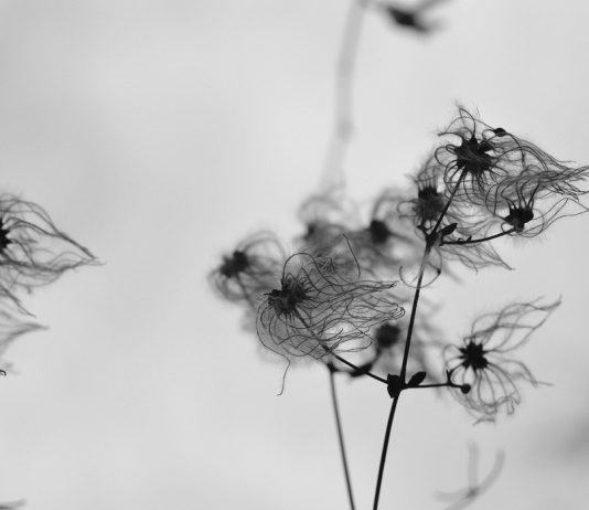 Con gli Occhi di un Artista Con gli Occhi di un Artista