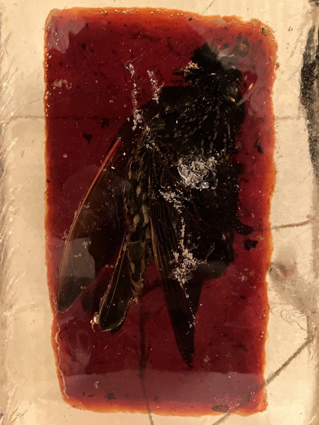 Remains. The Alchemy of Lost Memoryhttps://www.exibart.com/repository/media/formidable/11/img/8f4/02_Bri-Williams-Omen-II-2025-Tree-rosin-bird-skin-epoxy-resin-and-wood-18x8x28cm-Courtesy_The-Artist-and-Clima-Milan--1068x1424.jpg