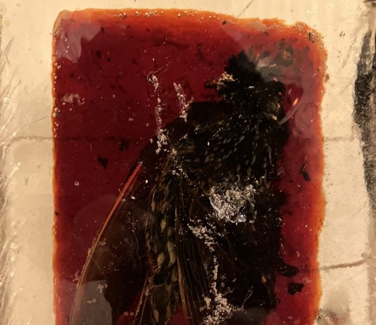 Remains. The Alchemy of Lost Memory