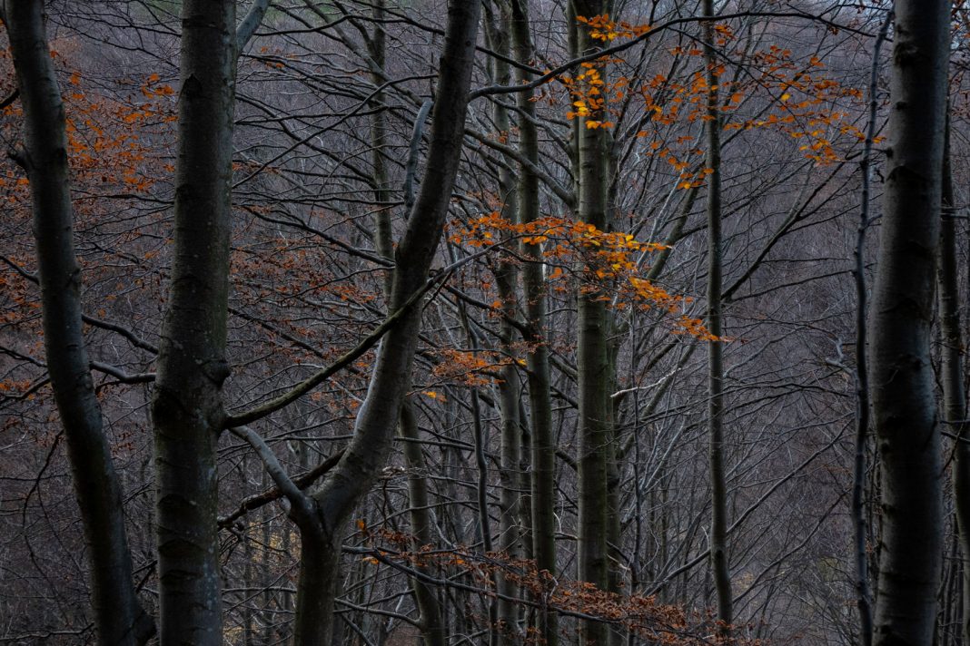 Bosco. Il respiro della Terrahttps://www.exibart.com/repository/media/formidable/11/img/903/Alessandro-Uttaro_Bosco-il-respiro-della-Terra_Courtesy-Istituto-Italiano-di-Fotografia-1068x712.jpg