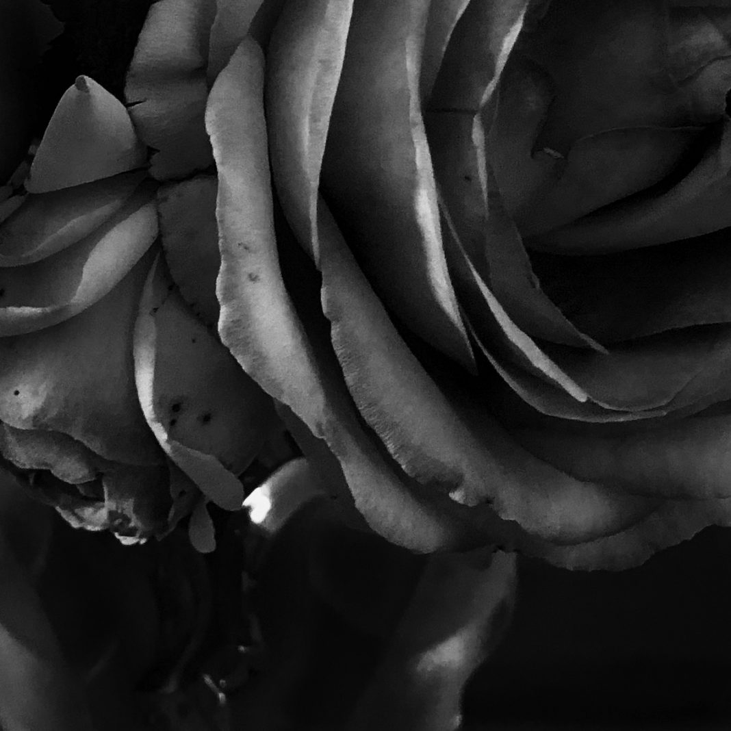 Claudia Chianese – Rose is a rose is a rose is a rosehttps://www.exibart.com/repository/media/formidable/11/img/91e/Claudia-Chianese-4-1068x1068.jpg