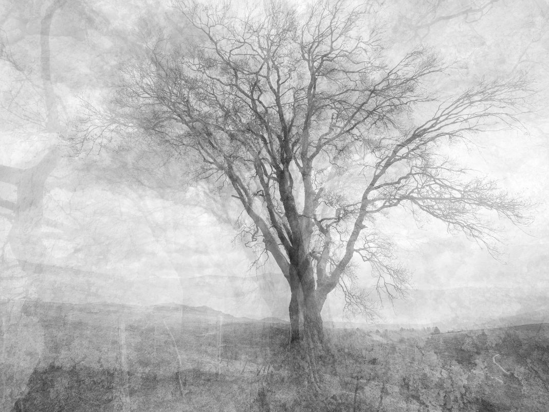 Luca Zampini – Whispering Trees. Alberi che sussurranohttps://www.exibart.com/repository/media/formidable/11/img/941/1-1068x801.jpg