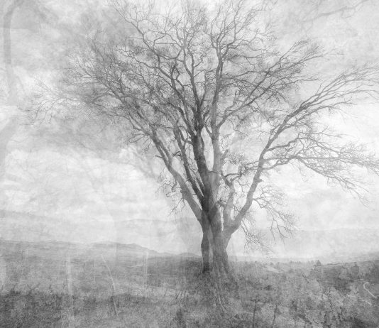 Luca Zampini – Whispering Trees. Alberi che sussurrano