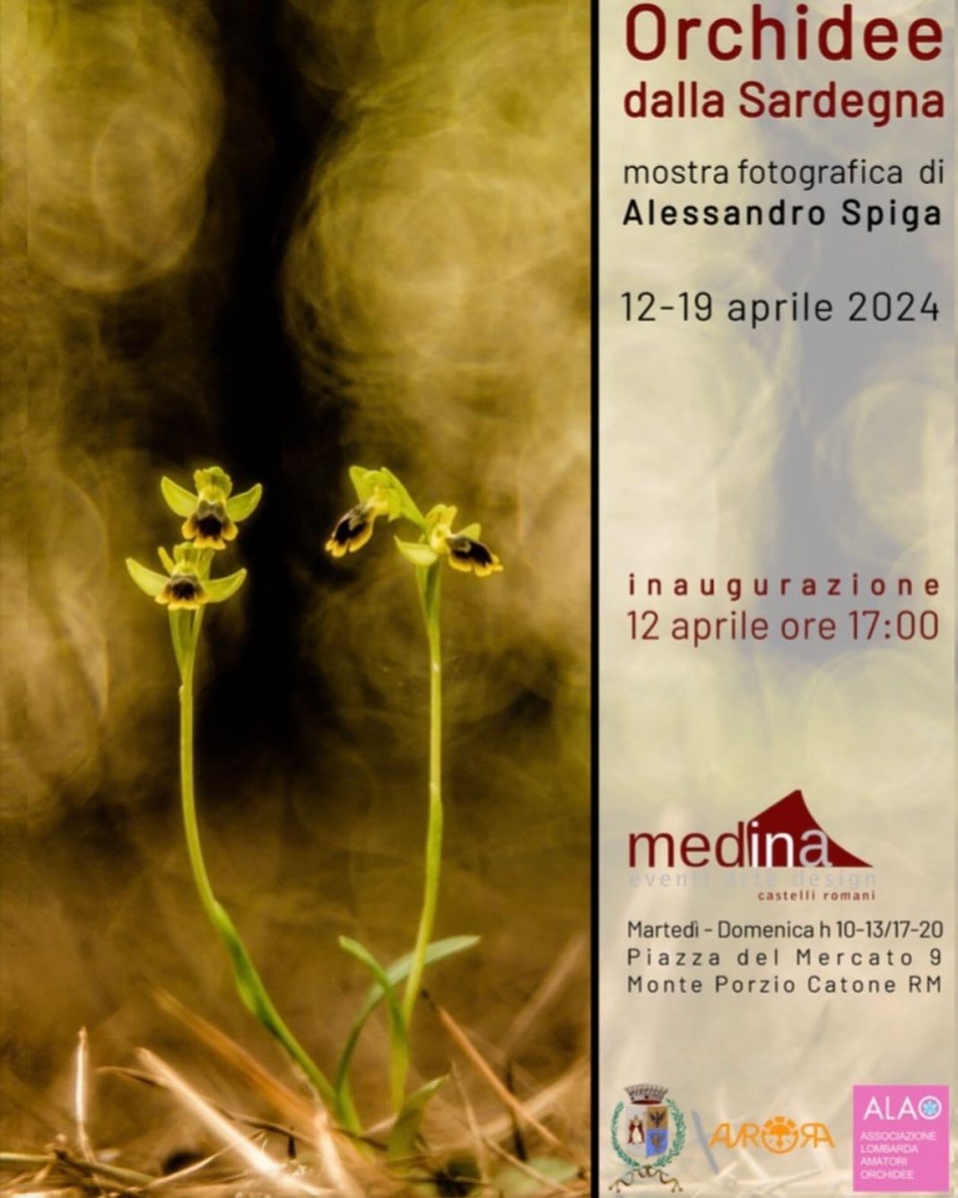 Alessandro Spiga – Orchidee dalla Sardegnahttps://www.exibart.com/repository/media/formidable/11/img/941/WhatsApp-Image-2024-04-11-at-13.11.16-1068x1335.jpeg