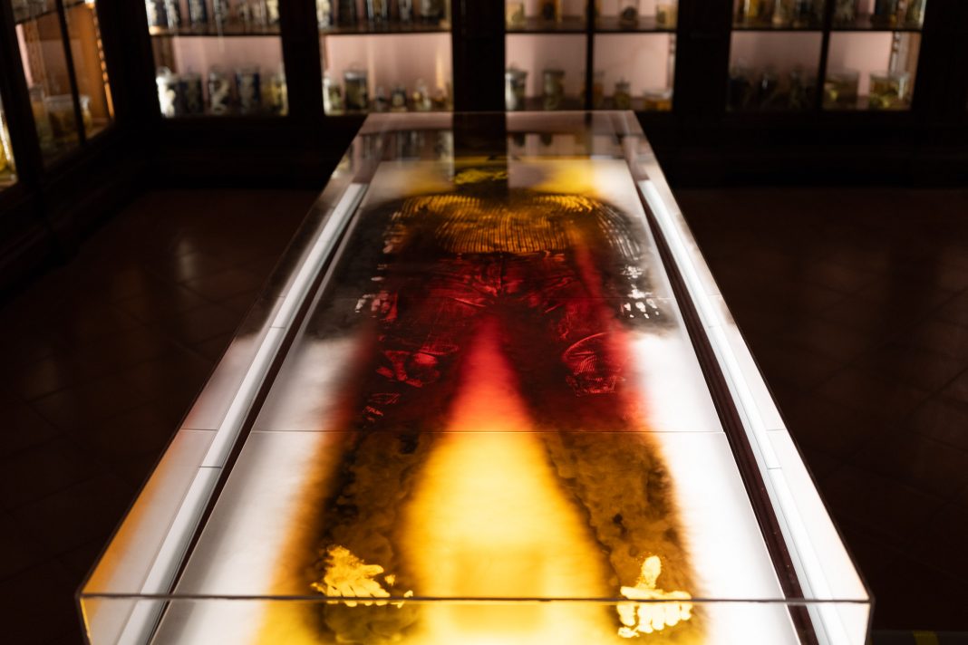 Anatomia delle Qualitàhttps://www.exibart.com/repository/media/formidable/11/img/a5d/Anatomia-delle-Qualità_MUSA_-Università-degli-Studi-della-Campania-“Luigi-Vanvitelli”_collezione-Musa_3-1068x712.jpg