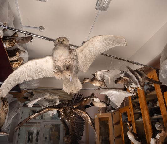 The Permian Projects The Permian Projects