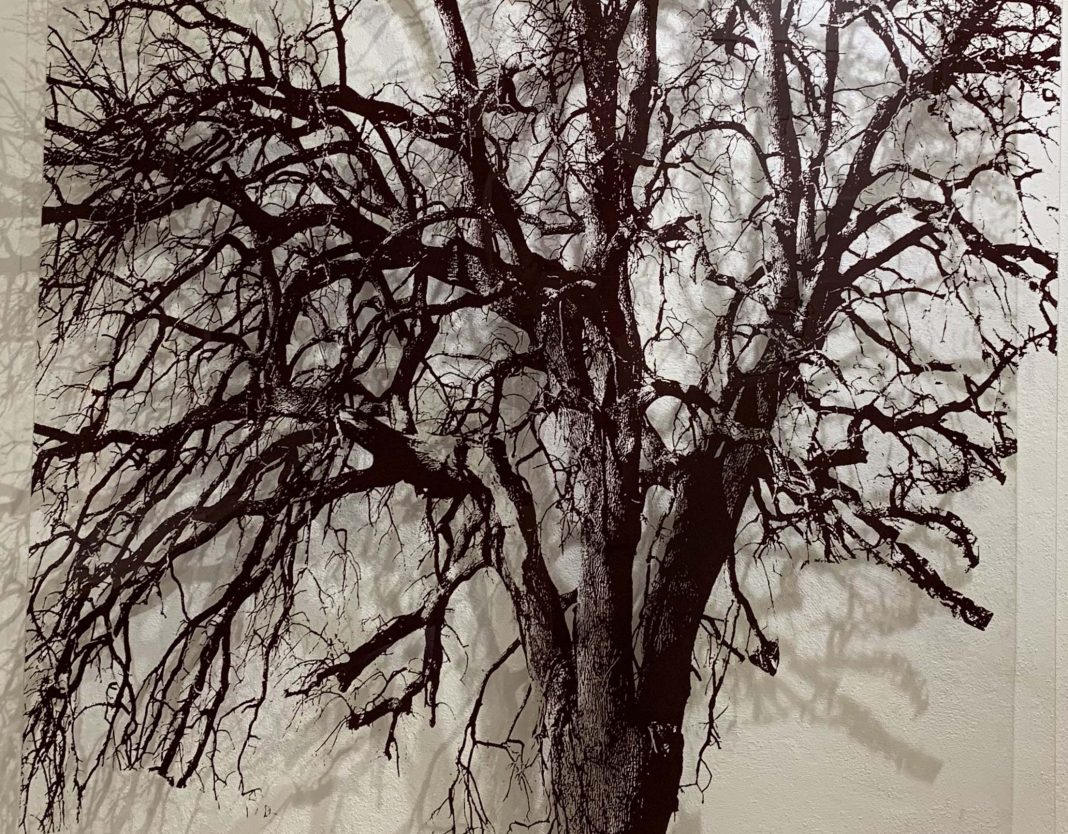 Adolfina de Stefani / Antonello Mantovani – Ironie ed Utopiehttps://www.exibart.com/repository/media/formidable/11/img/a9f/particolare-albero-bassa-risoluzione-a-1068x834.jpg