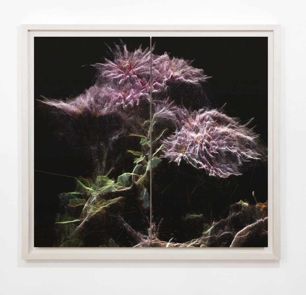 Stefano Caimi – Preludio. Un invito botanicohttps://www.exibart.com/repository/media/formidable/11/img/acb/4-Phytosynthesis-DahliaParkPrincess-1068x1029.jpg