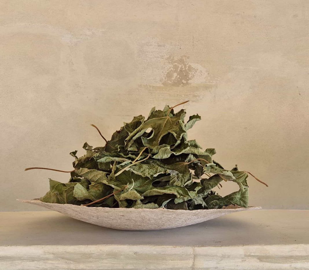 Charlotte Royle – OGNI FOGLIA UN SUONOhttps://www.exibart.com/repository/media/formidable/11/img/acb/PHOTO-2025-08-08-18-33-46-1068x933.jpg