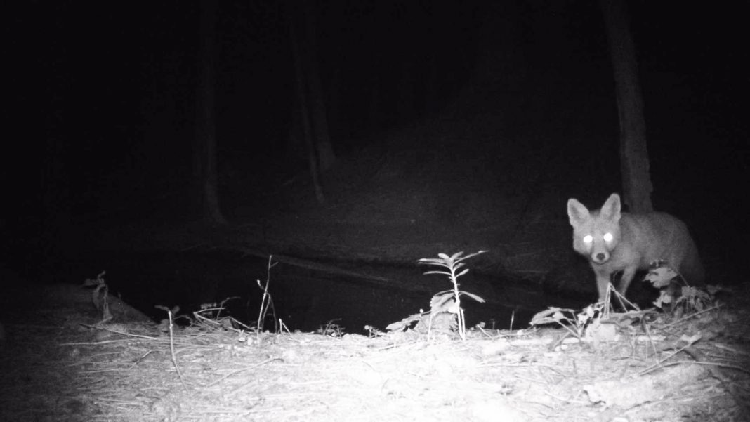 Mauro Campagnaro – Residerehttps://www.exibart.com/repository/media/formidable/11/img/ad8/Frame-Scouting-camera-13-1068x601.jpg