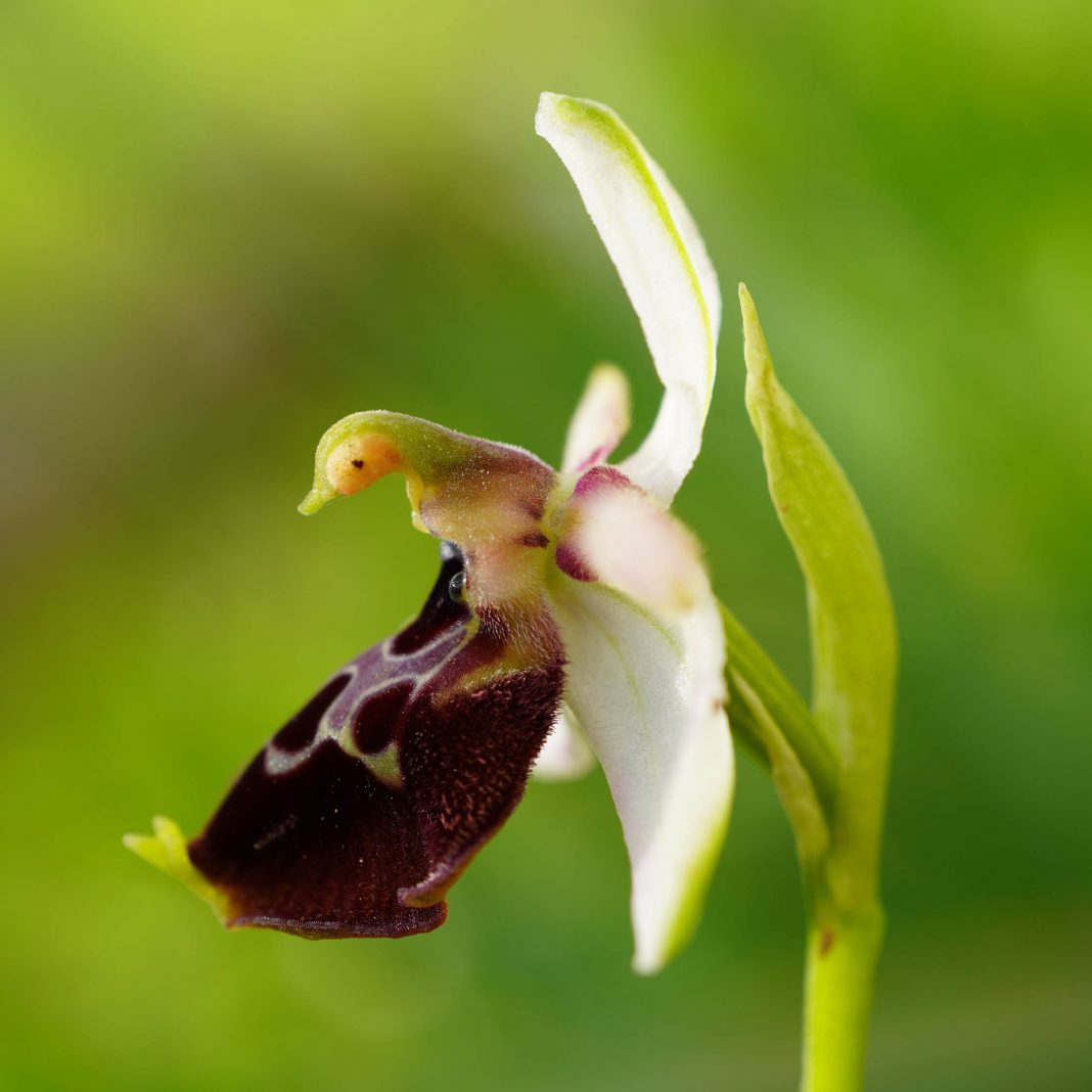 Avant que nature meurehttps://www.exibart.com/repository/media/formidable/11/img/c0d/AQNM-1068x1068.jpg