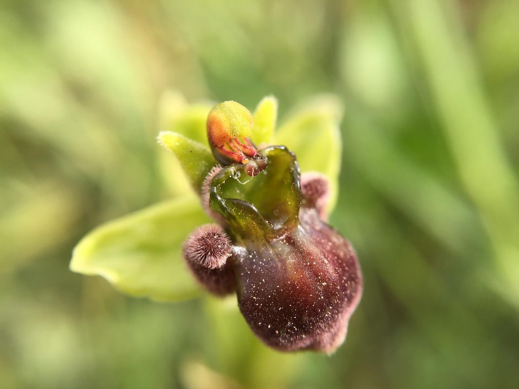 Silvia Cini – Avant que nature meurehttps://www.exibart.com/repository/media/formidable/11/img/c3a/Mambo-28-Marzo-Ophrys-Bombyflora-Fori-Romano-1068x801.jpg