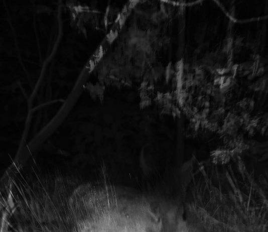 Aurelio Di Virgilio – Lynx lynx