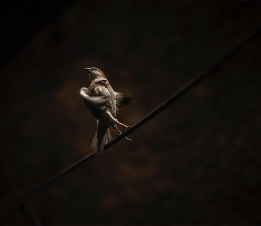 Tilby Vattard – Kashi