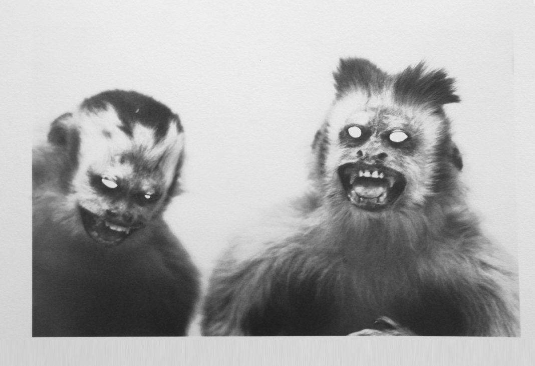 Episodi di identitàhttps://www.exibart.com/repository/media/formidable/11/img/cd9/scimmie-1068x730.jpg