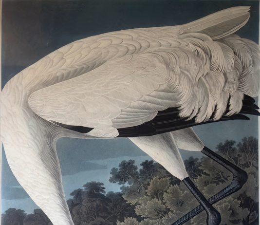 11a edizione Selvatica – Arte e Natura in Festival