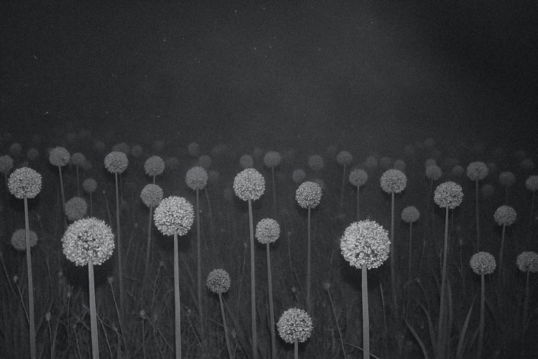 45ª Sagra della Cipolla Rossa Piatta di Pedasohttps://www.exibart.com/repository/media/formidable/11/img/f60/AndreaMagnani-45°-Sagra-della-Cipolla-Rossa-Piatta-di-Pedaso-1068x712.jpg