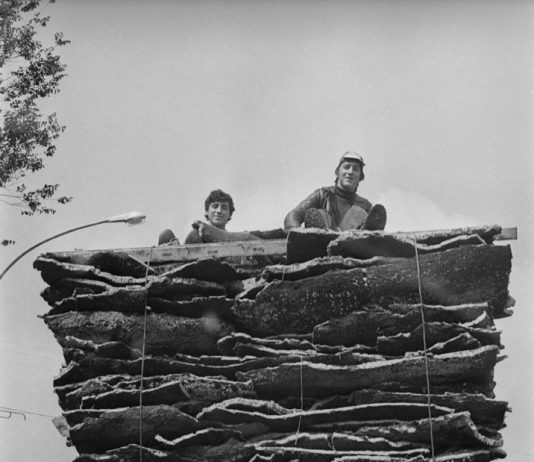 Claudio Bassi – SERIE SCELTA, IL LATO UMANO DEL GUARDARE