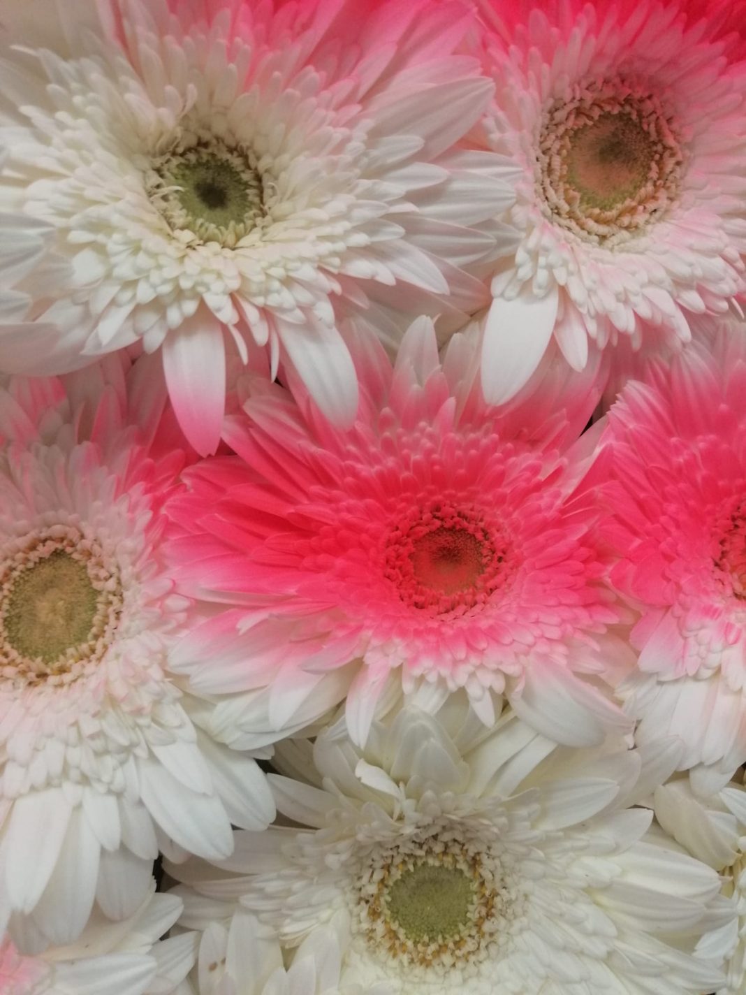 Giulio Bensasson / Alessandro Piangiamore / Kendell Geers – Materia Effimerahttps://www.exibart.com/repository/media/formidable/11/img/fd9/Giulio-Bensasson_THE-FUTURE-IS-BRIGHT_dettaglio-1068x1424.jpg