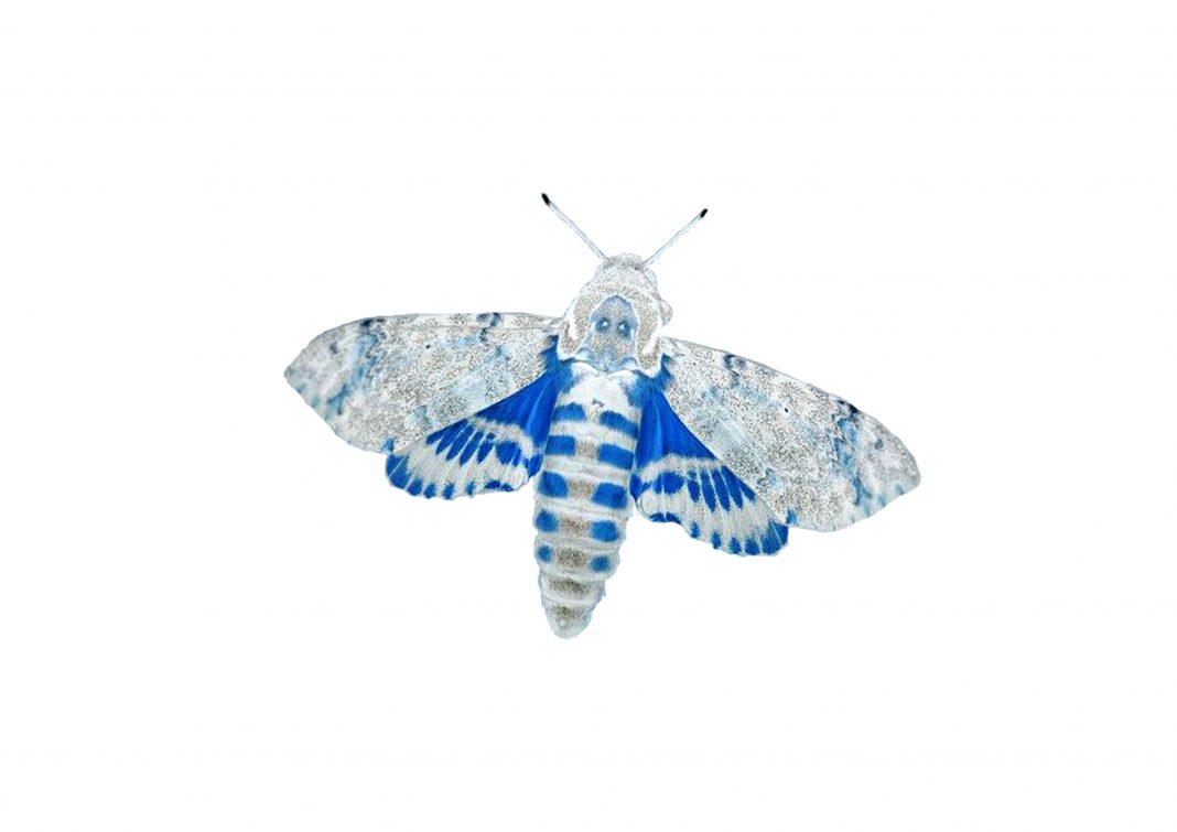 Mothshttps://www.exibart.com/repository/media/formidable/11/moths-1068x755.jpeg