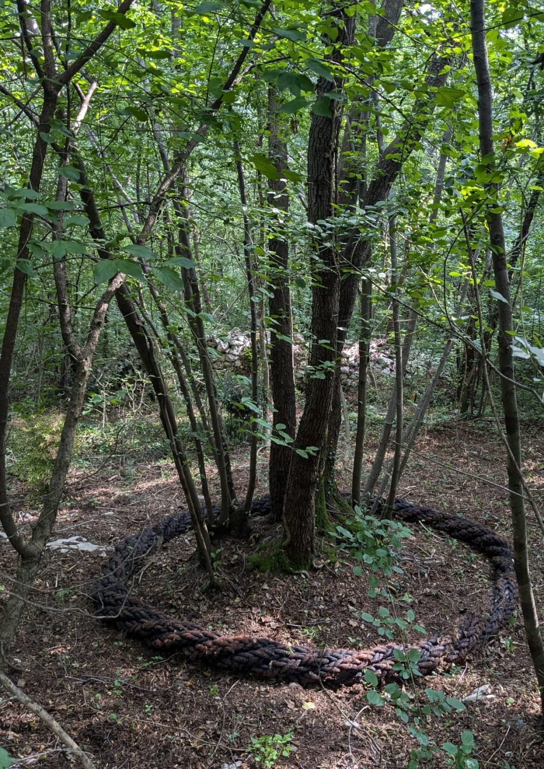 Parco del Dojo