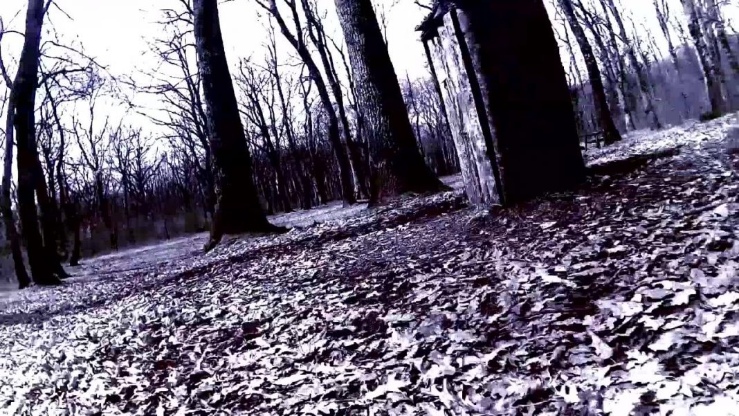 Bosco di Montefogliano