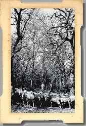 MUSEO DEL BOSCO DI ORGIA